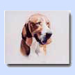 Foxhound