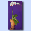 White Orchid