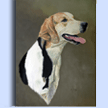 Young Foxhound